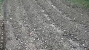 Посадка и обработка картофеля "в гребень"  г.Иркутск???