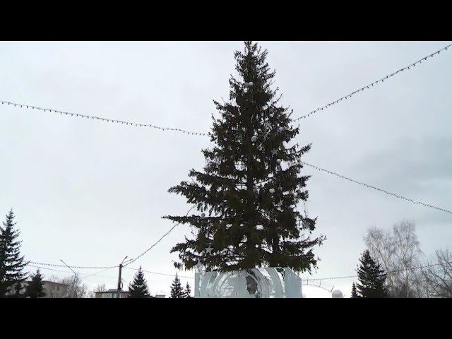 Новогодний бийск. Городская Новогодняя елка город Бийск. Елка 2017 Бийск. Бийск новогодний город. Бийск 2017 елка кони.