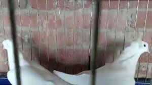 Голуби Бакинские - белые чубатые и с бровями !!!