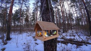 Самодельная кормушка для птиц