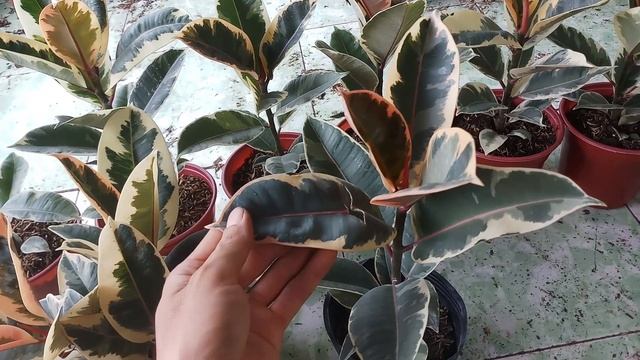 Cách trồng cây đa cẩm thạch trắng (Ficus elastica tineke)