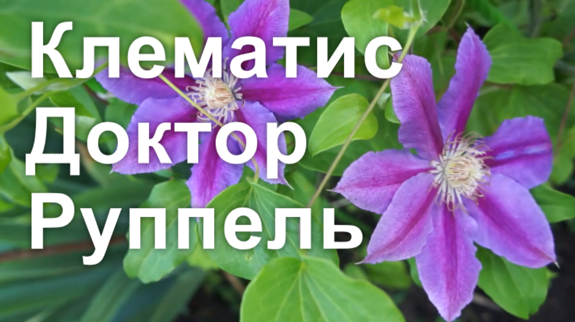 Клематис Доктор Руппель
