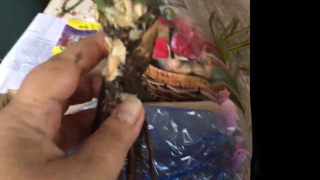 Новые розы из питомника Голубой Сад! Пришла посылка с розами Поль Нерон.