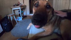 ИГРАЕМ С РЫЖИКОМ ДОМА. СОБАКА С УЛИЦЫ ЯЛТЫ / Жизнь в Ялте