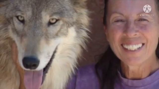 Женщина спасла трёх щенков волка от гибели… Когда они выросли, её ждал сюрприз смотреть онлайн