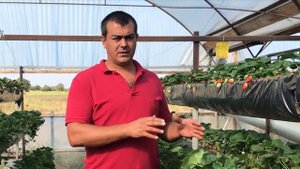 80/20 Как долго надо обрезать усы и цветоносы после высадки клубники