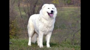 Маремма - Абруццкая овчарка Описание