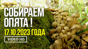 СОБИРАЕМ ОПЯТА !  17 октября 2023 года. Сбор осеннего опёнка медового (Armillaria mellea )