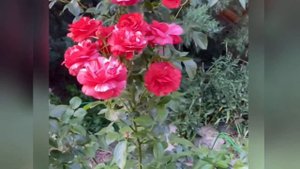 Роза БРАУНИ Rose BRAWNIE