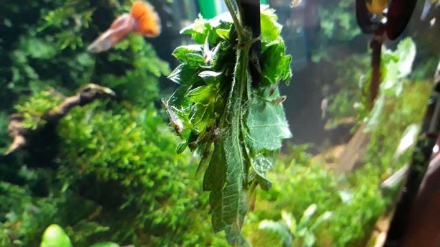 Креветки и гуппи смотреть онлайн