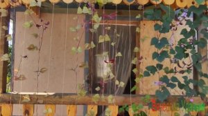 Фасоль декоративная - Долихос