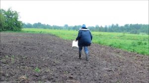 Медоносы. Посадка фацелии.