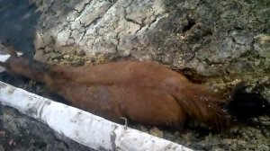 ПРиКОЛ ЛОШАДЬ ЗАСТРЯЛА