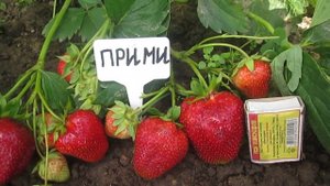 Прими -ранний сорт клубники - сладкая новинка .