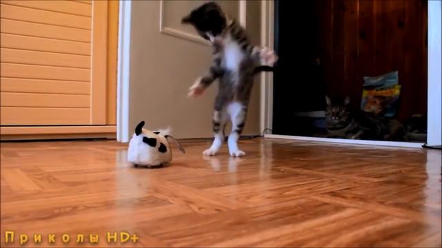 Кошки бесятся и сходят с ума!!! смотреть онлайн