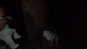 Знакомство малыша с Хаски