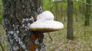 Грибы-трутовики на стволах деревьев