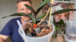 ОРХИДЕЯ ОТЦВЕЛА и ЦВЕТОНОС ОРХИДЕИ как и зачем обрезаю или оставляю цветонос у орхидеи 150520