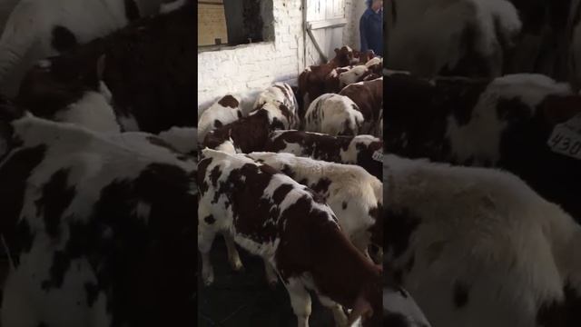 Бычки симментальской породы на продажу