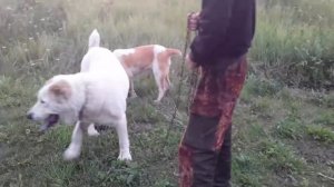 Наши Алабаи.Щенок алабая 6 месяцев