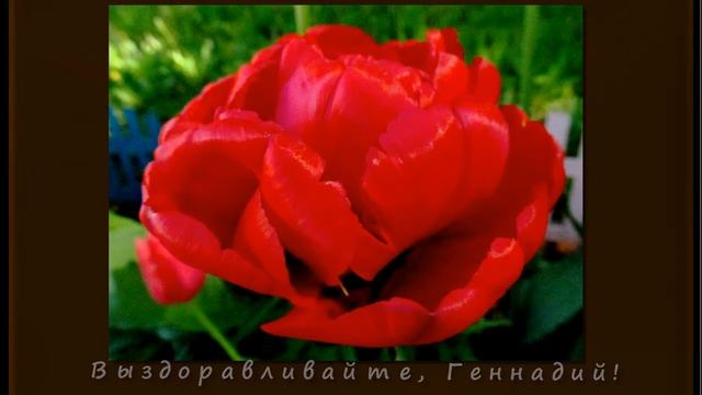 Пожелания выздоровления для Gennady Porohov! С любовью, ЖВН!