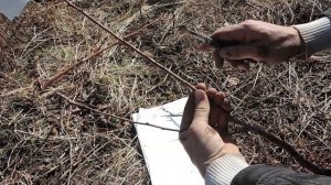 Не просыпаются саженцы? Посмотрите по какой причине.