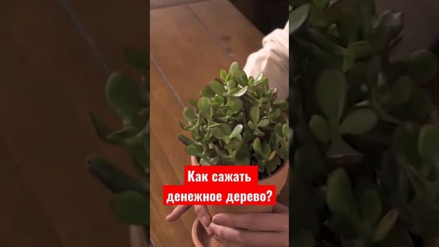 Как правильно сажать денежное дерево?