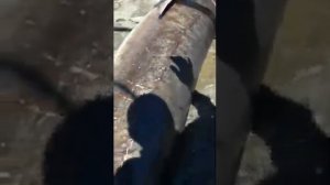 Белуга 400кг в чёрном море