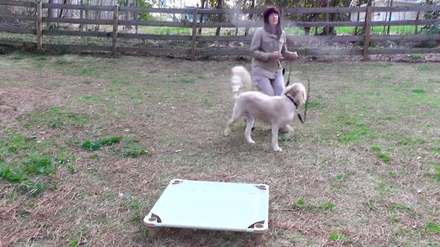 Dog Training, Moose, Golden Retriever, Day 2: Jumping, Recall, Loose-Leash смотреть онлайн