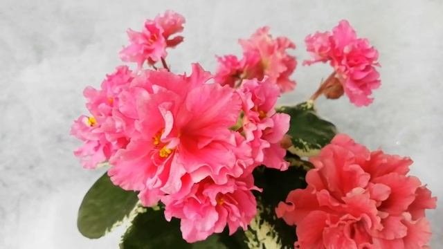 ЛЕ-Людмила
