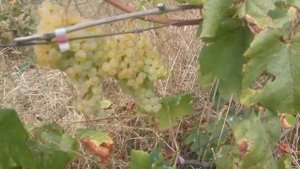 Кишмиш Ромулус