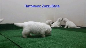 Puppy 23 days Tatra Shepherd Dog. Польская подгалянская овчарка.