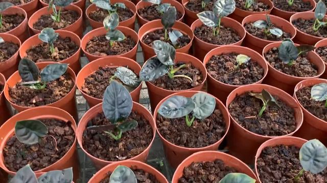 Baby Alocasia Azlanii | Huamama смотреть онлайн