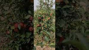 интенсивный яблоневый сад, сорт гала брукфильд.