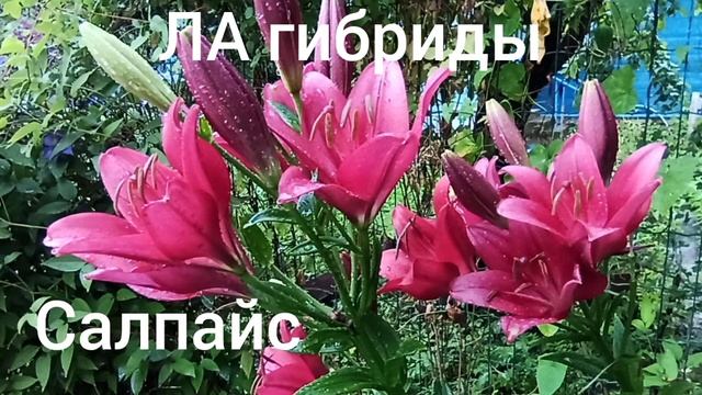 Лилии: мартагон-гибриды, ла-гибриды, лонгифлорум, трубчатые, азиаты. смотреть онлайн