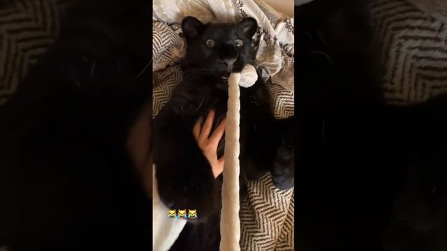 Хвать от ручной пантеры Луны :) - luna_the_pantera@instagram смотреть онлайн