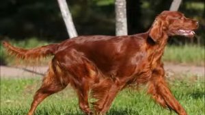 Ирландский Сеттер - огненный красавец