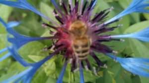 Василёк: пчела и муравей на васильке, синие цветы васильки