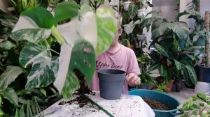 Как сделать ОПОРУ для Растений?Показываю и Рассказываю вместе с Монстерой Альбой