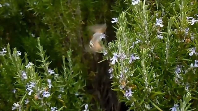 Бражник Языкан обыкновенный собирает нектар с Розмарина в парке Победы смотреть онлайн