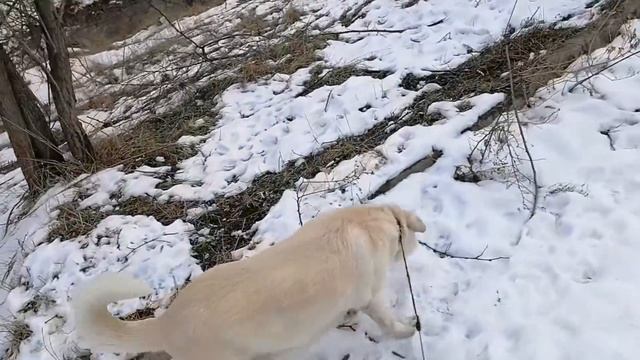 Леди меня выгуливает:) Дойдем ли до озера? 1 часть прогулки. смотреть онлайн