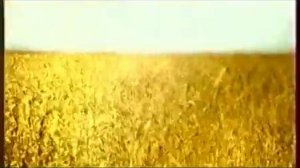 Сибирская корона 02