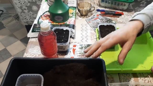 ОБЯЗАТЕЛЬНО ПОСЕЙТЕ БАКОПУ АМПЕЛЬНУЮ она украсит любой цветник своим цветением смотреть онлайн