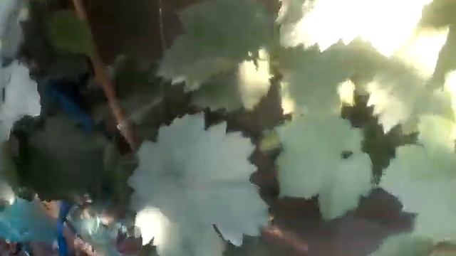 На участке Карпушева А.В. Часть 1. смотреть онлайн