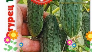 Огурец партенокарпический Тундра F1. Краткий обзор, описание характеристик cucumis sativus Tundra F