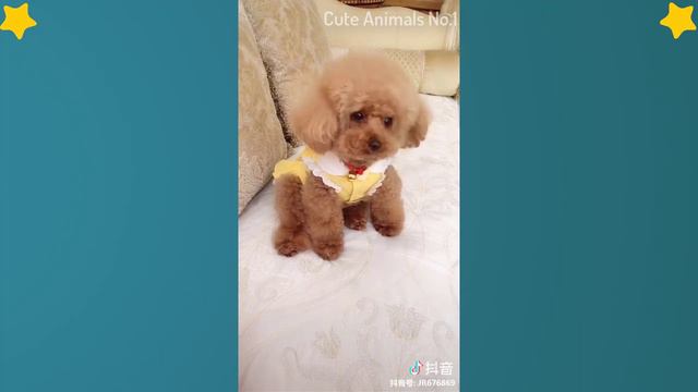 Standard Poodle - Toy Poodle - Poodle Puppy - Funny Poodles – Poodle Video Compilation #2