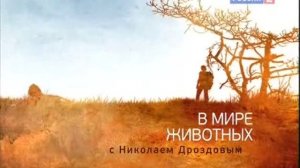 В мире животных с Николаем Дроздовым 2010 г   Выпуск - 3