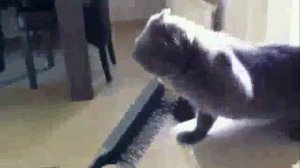 Мяу-кис и Никита