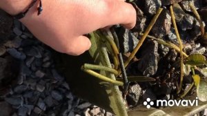 Нимфеи. Стрелолист. Подготовка к зимовке.