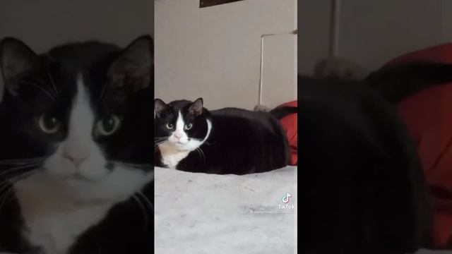 Cat Кошки Котята Коты #Shorts 1286.mp4